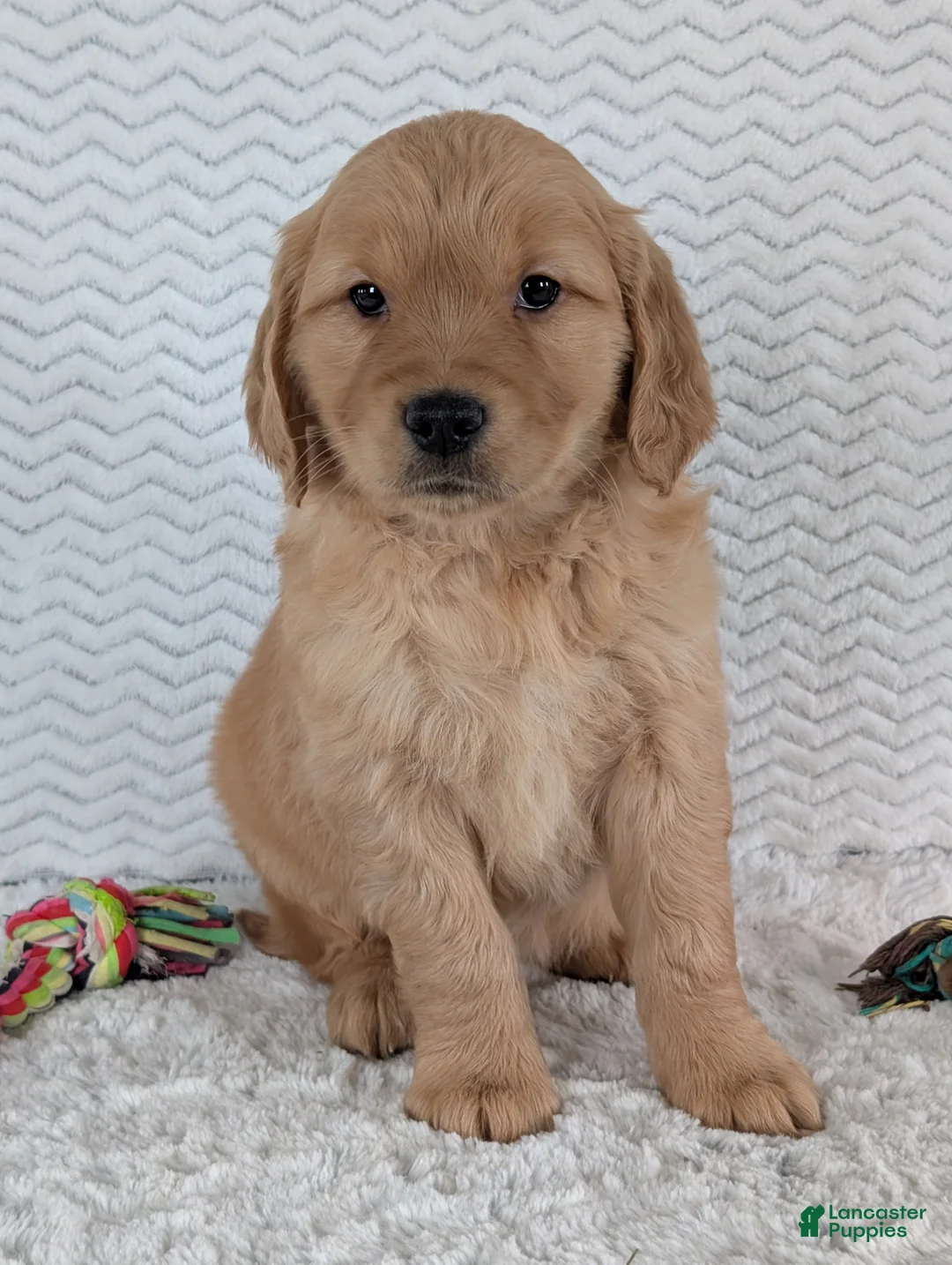 Golden Retriever dogs for sale: Miss Daisy  - Ad 15
