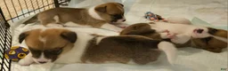 Mixed Breed dogs for sale: Apollo - Ad 17