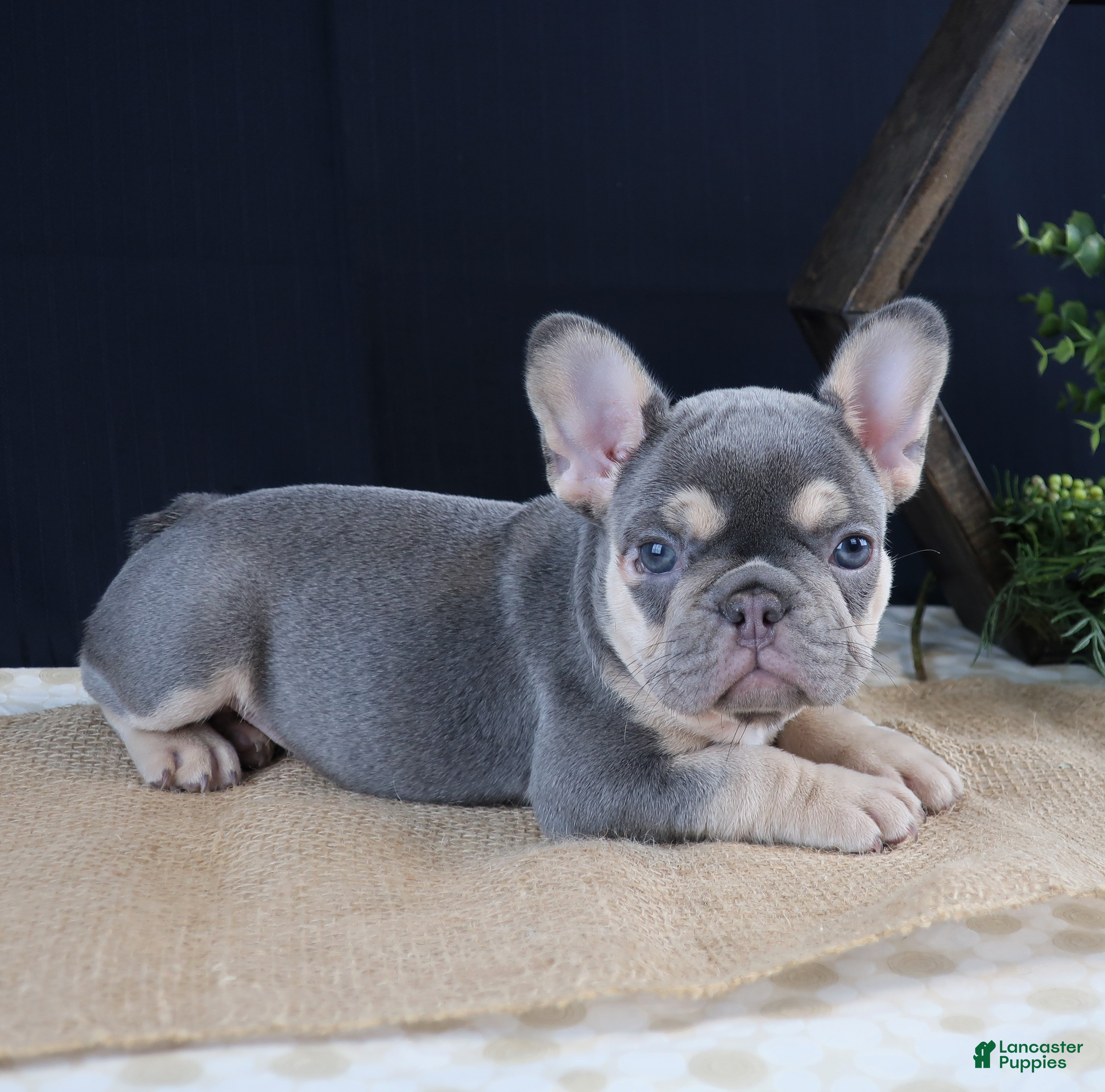 French Bulldog dogs Kate - Ad 2