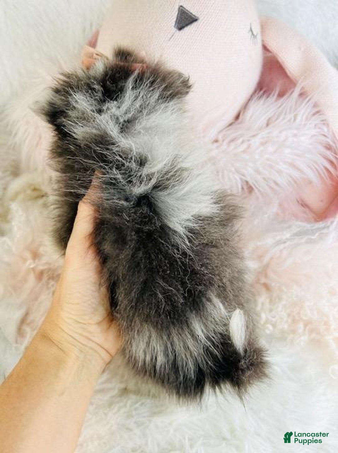 Pomeranian dogs for sale: Pomeranian Puppy 3 - Ad 2