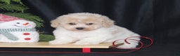 Bichpoo dogs for sale: Nicholas - Ad 2
