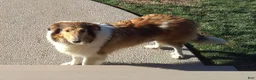 Collie dogs for sale: Molly - Ad 6