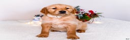 Golden Retriever dogs for sale: Goldie - Ad 13