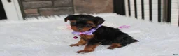 Yorkiepoo dogs for sale: Elsa  - Ad 14