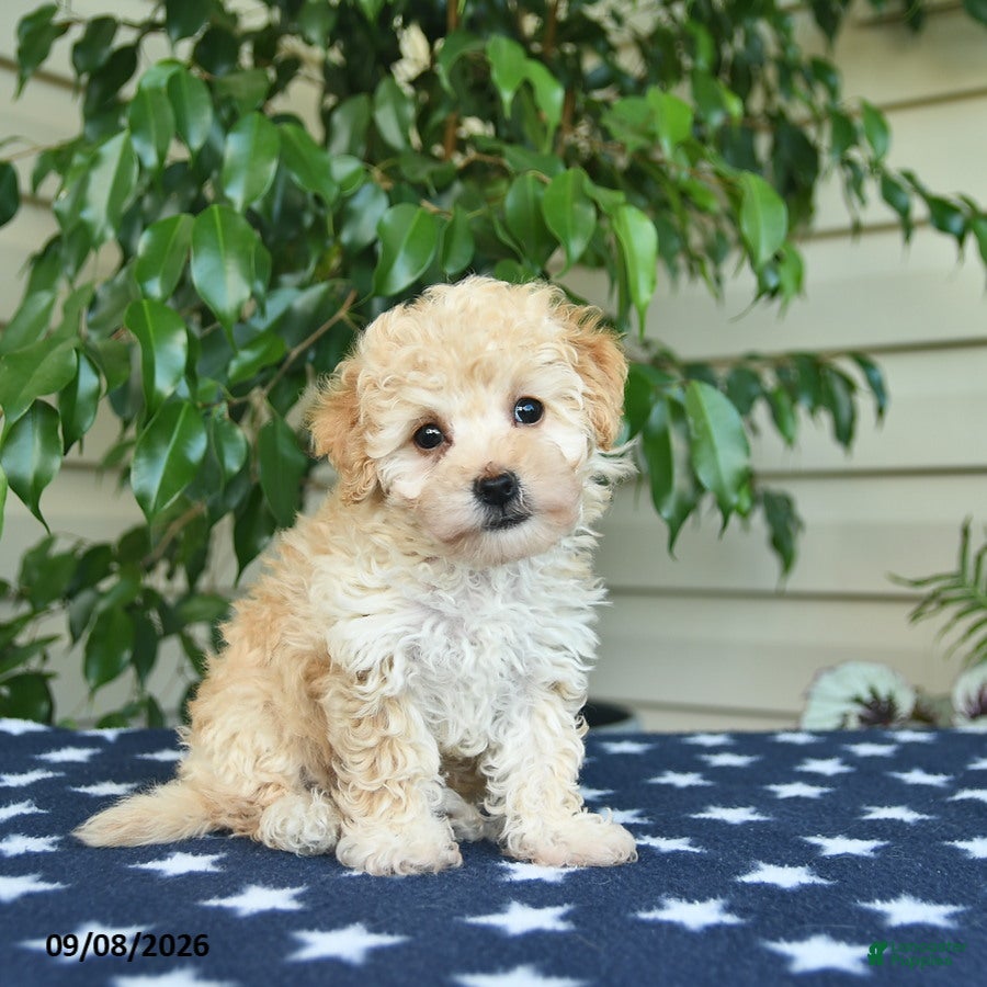 Bichpoo dogs Zion  - Ad 1