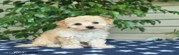 Bichpoo dogs for sale: Zion  - Ad 1