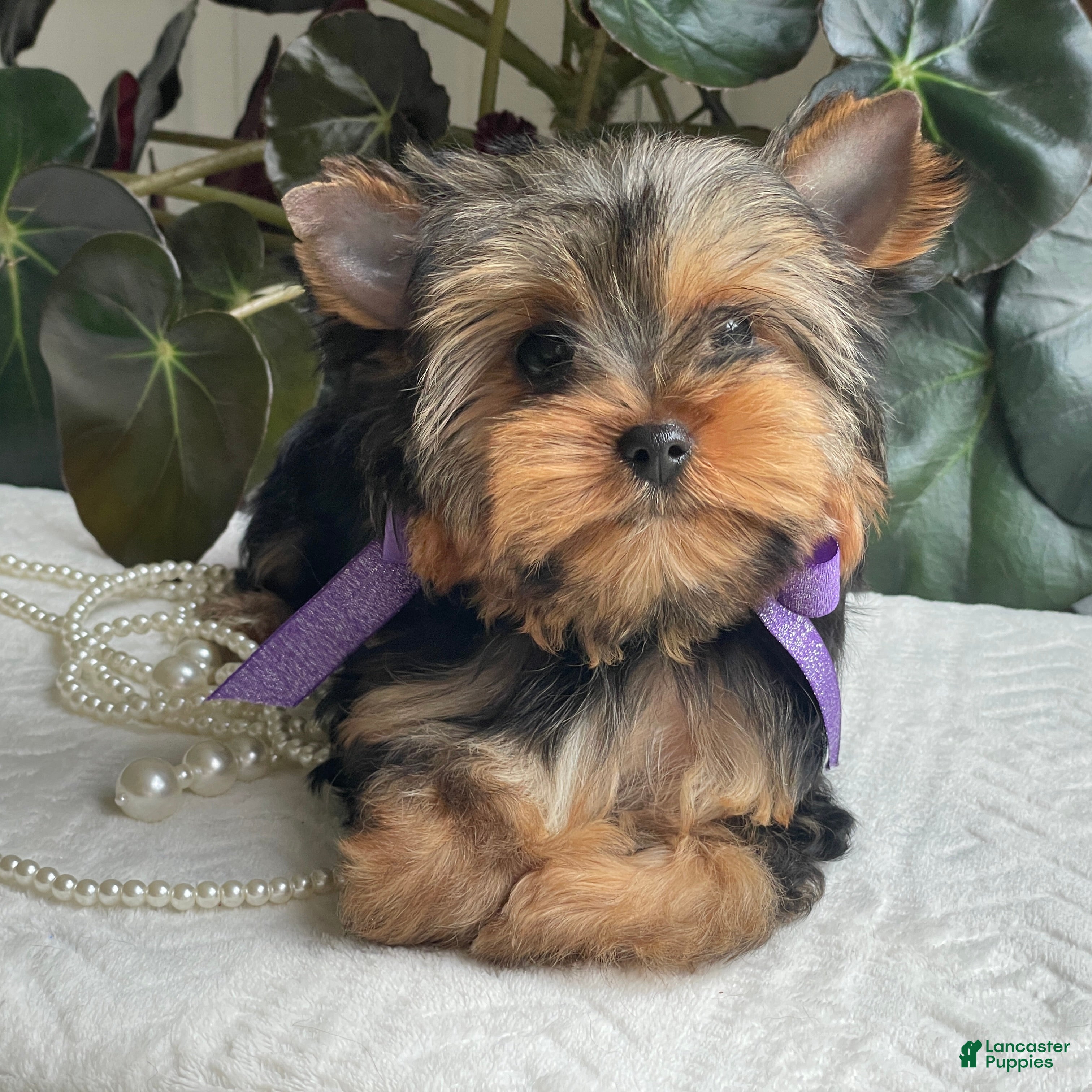 Yorkshire Terrier dogs for sale: Tucker - Ad 2