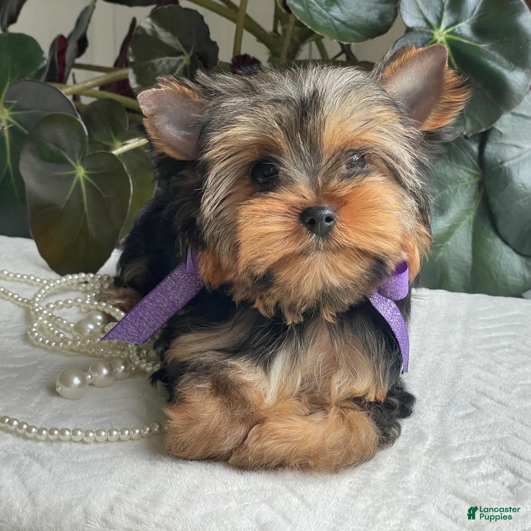 Yorkshire Terrier dogs for sale: Tucker - Ad 2