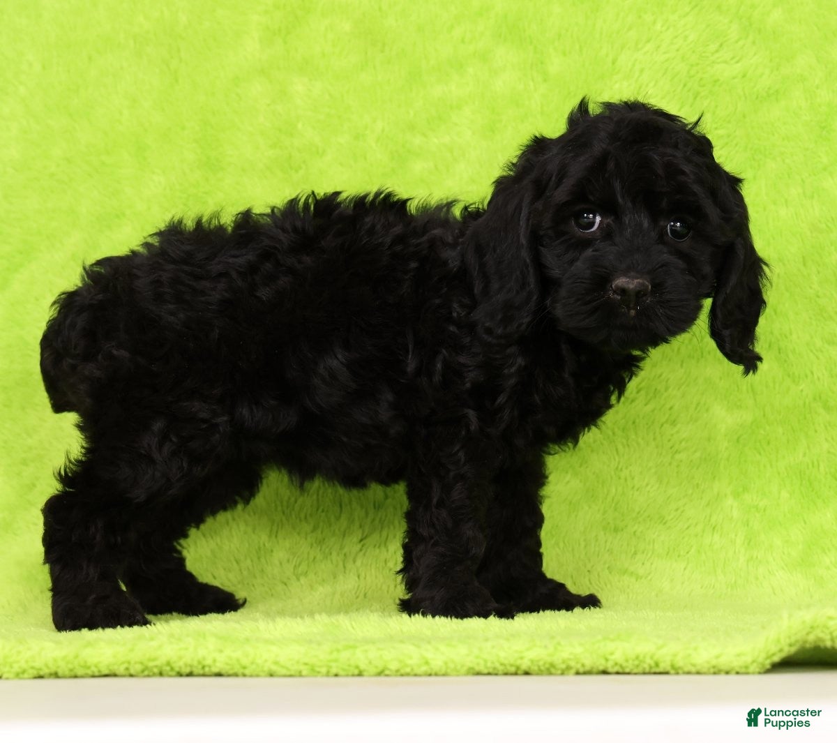 Cockapoo dogs Venus - Ad 2