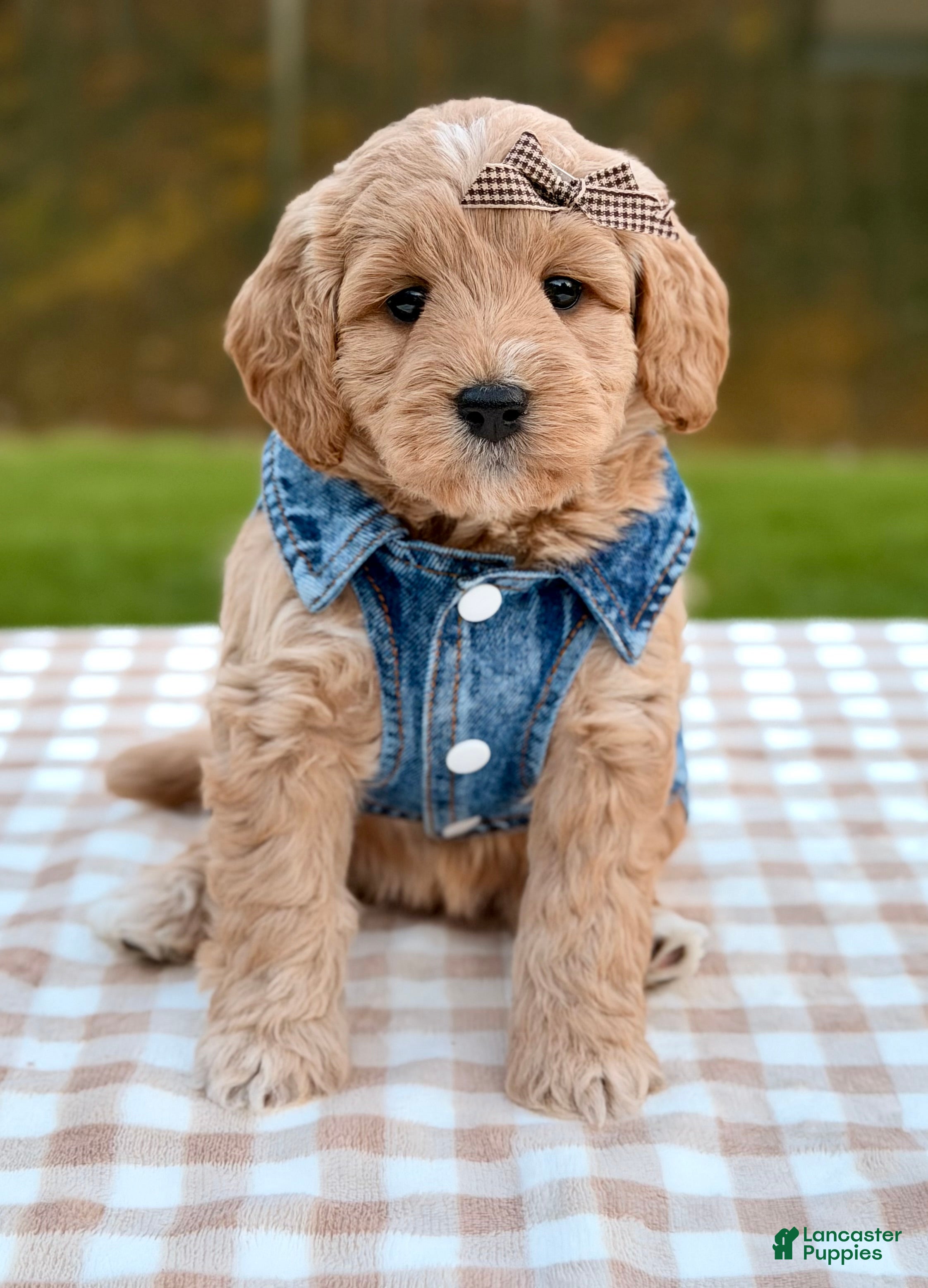 Goldendoodle dogs for sale: Chai-mini  - Ad 1
