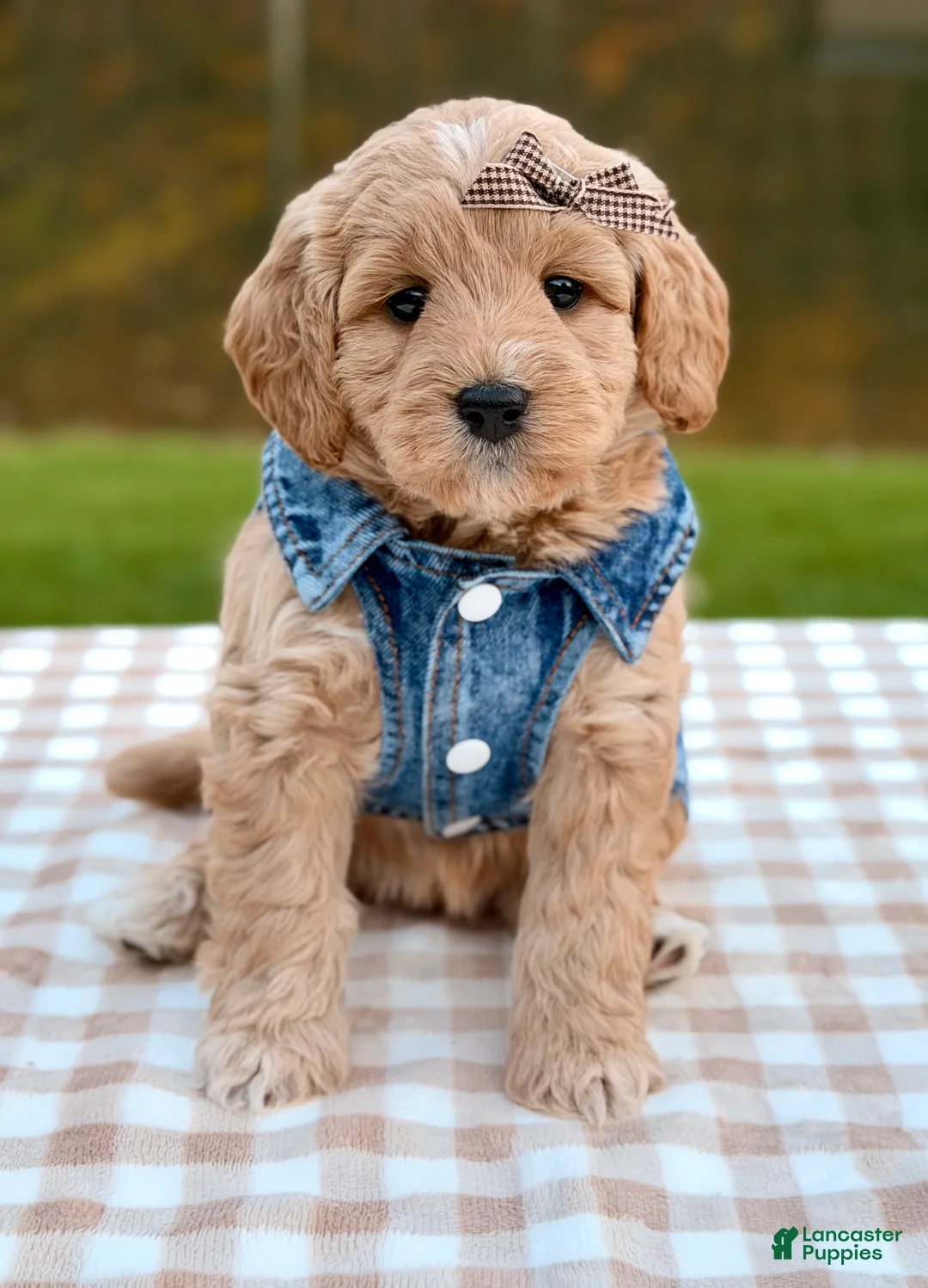 Goldendoodle dogs for sale: Chai-mini  - Ad 1