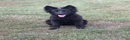 German Shepherd dogs for sale: German Shepherd - Purple - - Ad 4