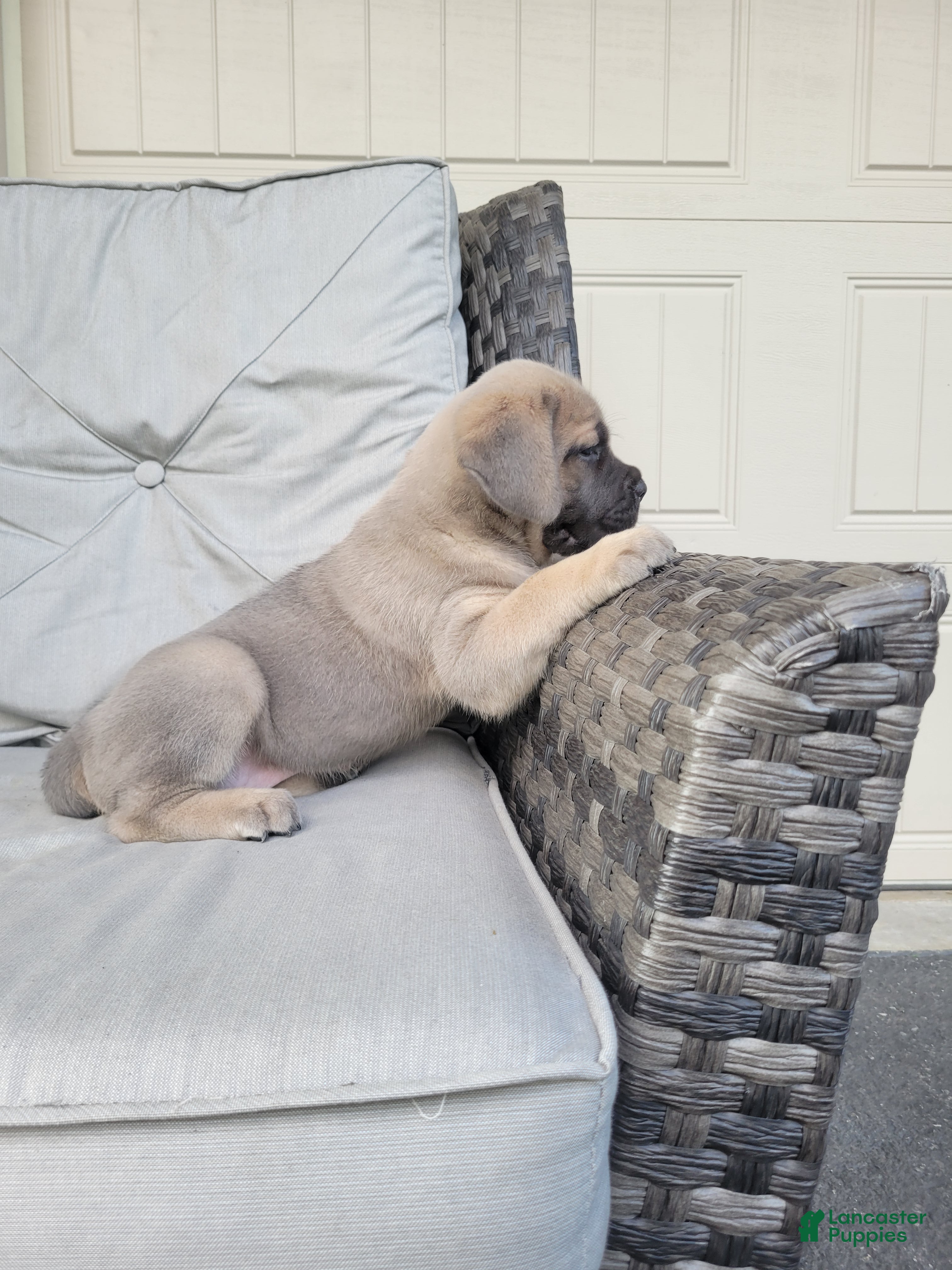 Cane Corso dogs Nova - Ad 2