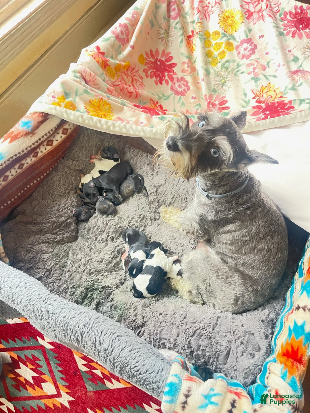 Miniature Schnauzer dogs for sale: Miniature Schnauzer Lucy  - Ad 9