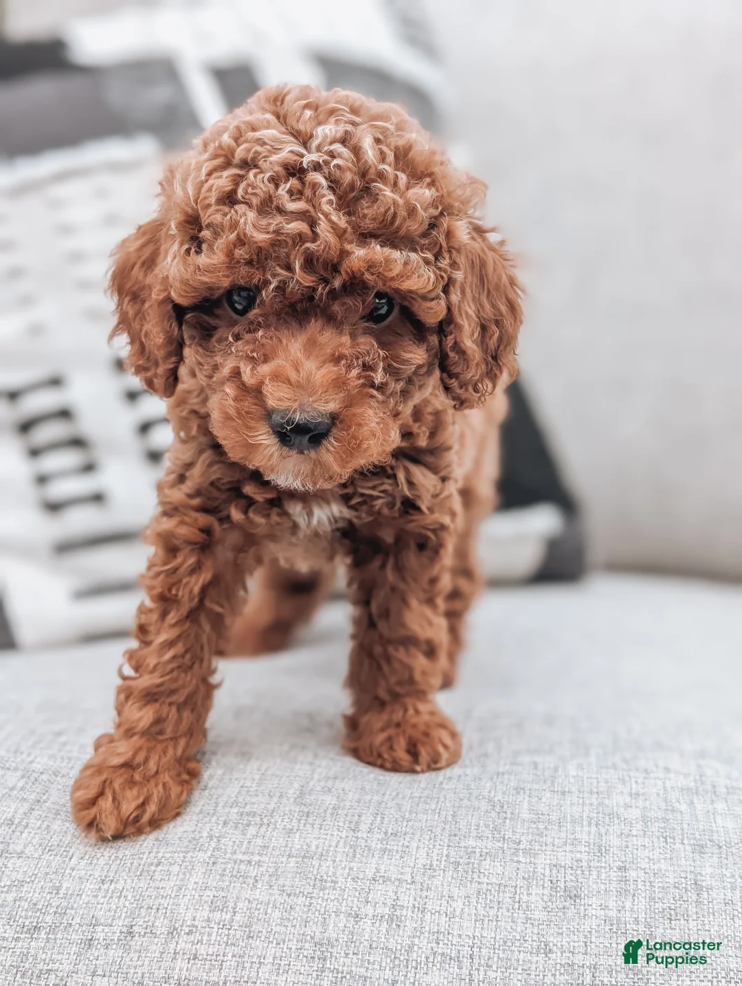 Miniature Poodle dogs for sale: Charlie  - Ad 6