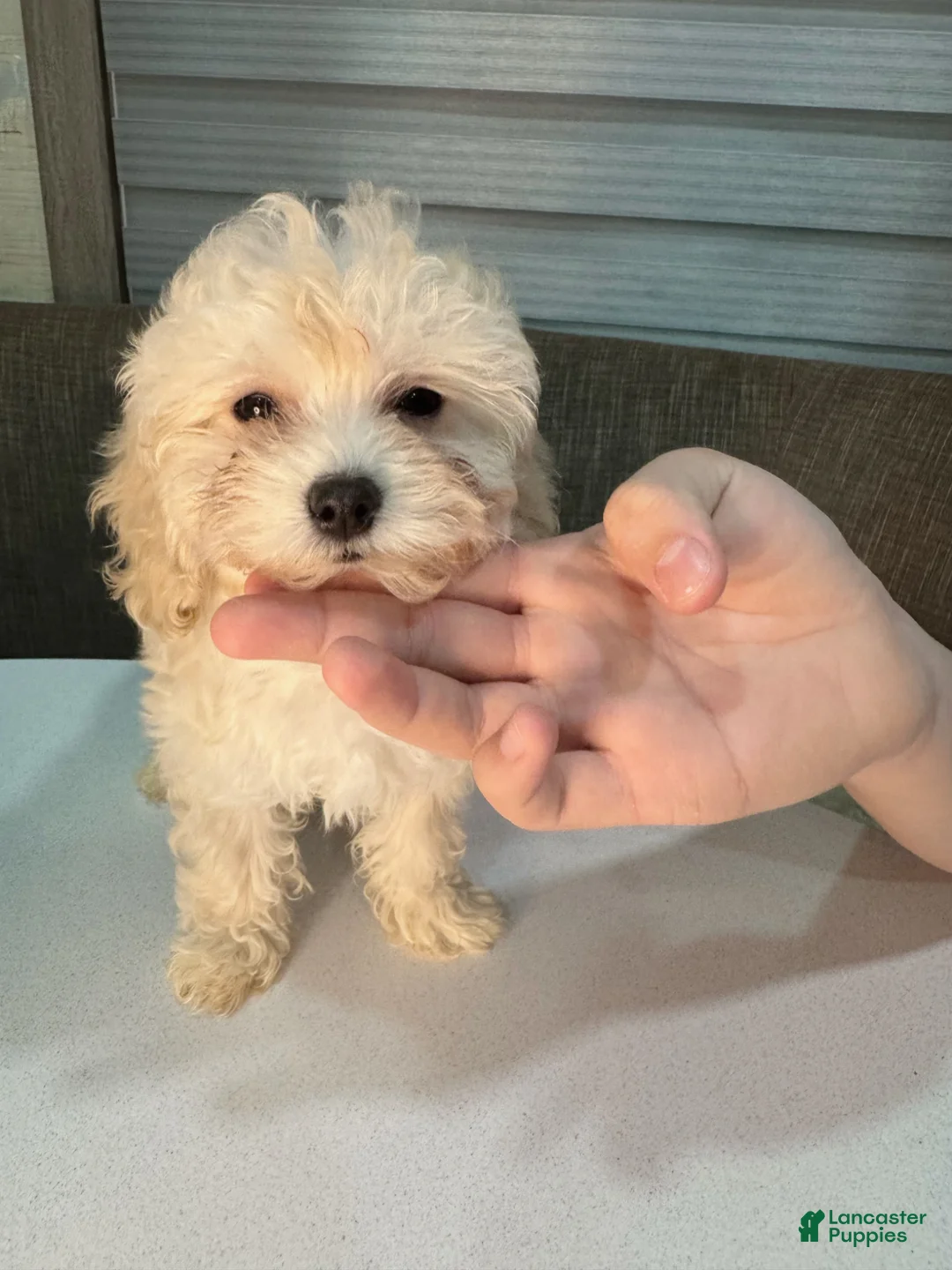 Maltipoo dogs for sale: Lunar - Ad 1