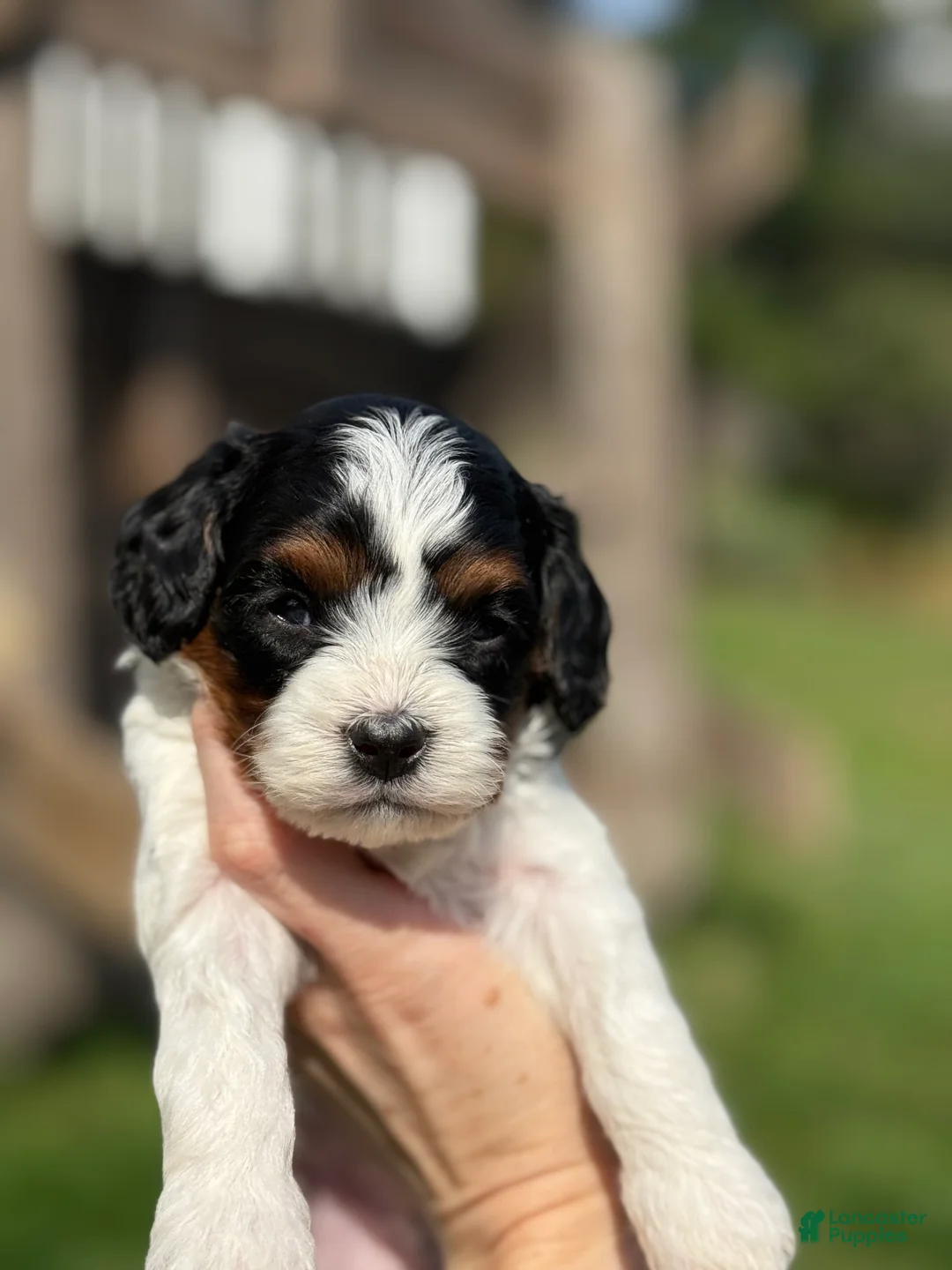 Cavapoo dogs for sale: Cavapoo Puppy 1 - Ad 1