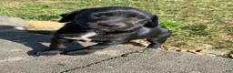 Mixed Breed dogs for sale: Poppy - Ad 7