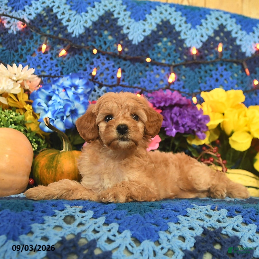 Mini Goldendoodle dogs Bundles - Ad 2