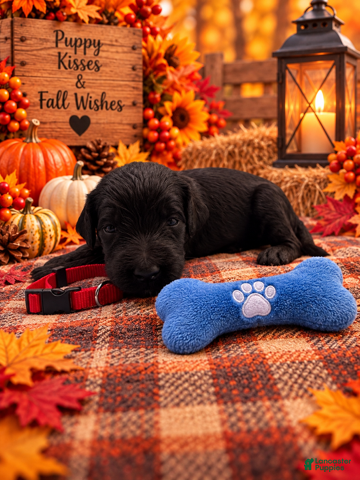 Goldendoodle dogs Buddy - Red Collar - Ad 42