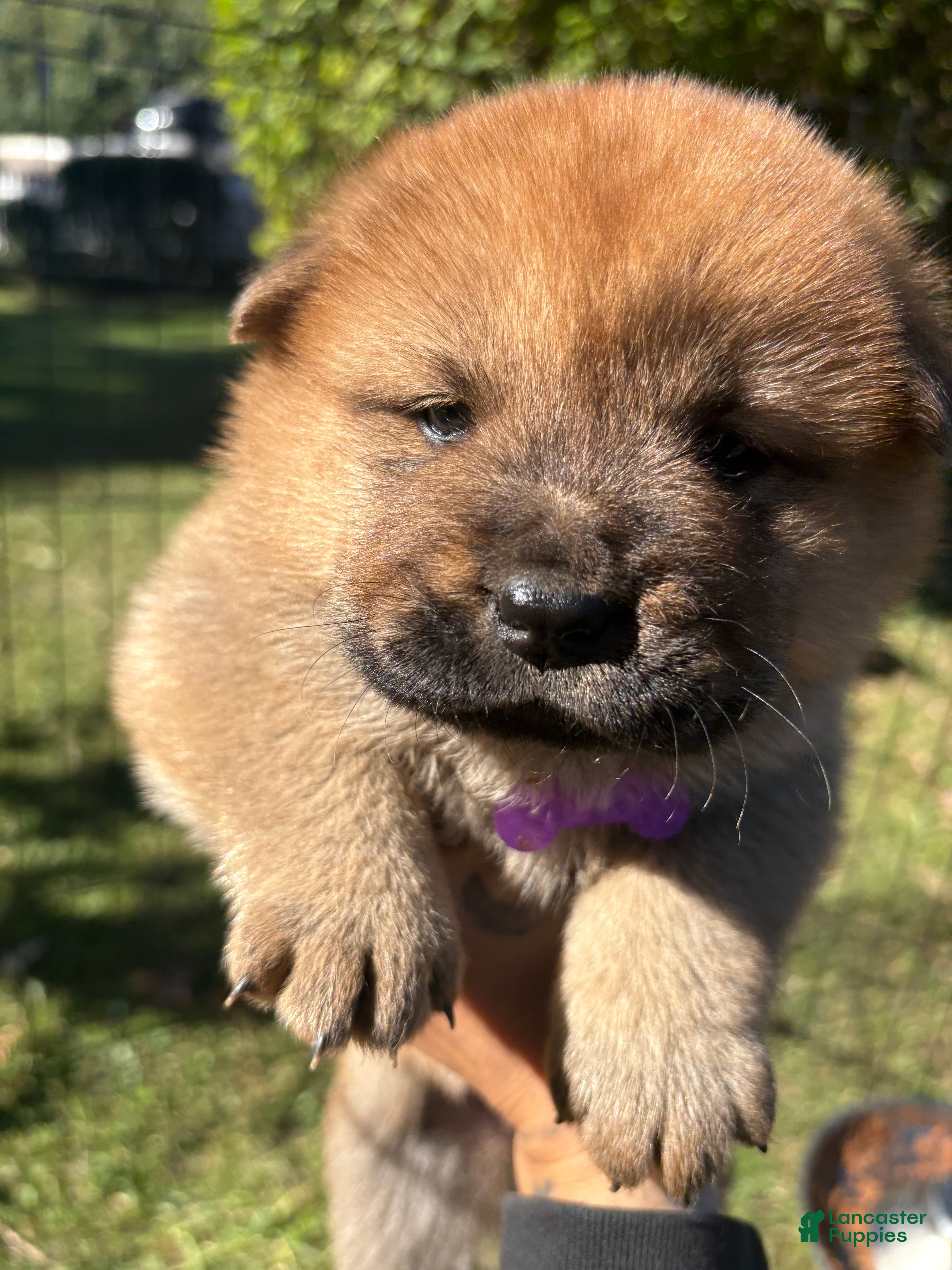 Mixed Breed dogs for sale: Brownie - Ad 9