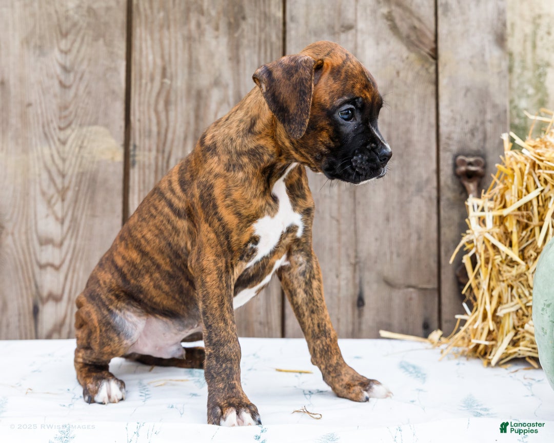 Dog Puppy Akc Boxer Breeders Akc Boxer What Are Boxers Bred For