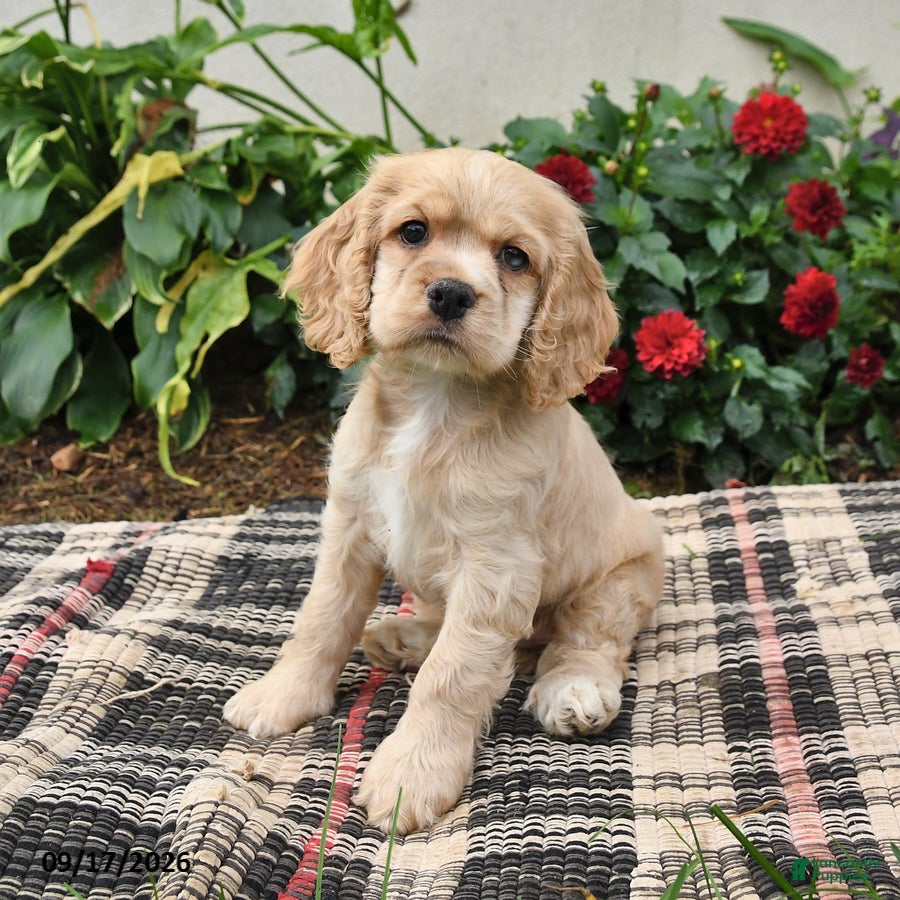 English Cocker Spaniel dogs for sale: Buttercup - Ad 1