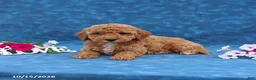 Mini Goldendoodle dogs for sale: Polly - Ad 4