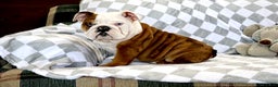 English Bulldog dogs for sale: English Bulldog Puppy 1 - Ad 2
