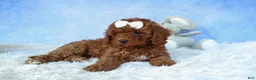 Cavapoo dogs for sale: TASHA - Ad 5