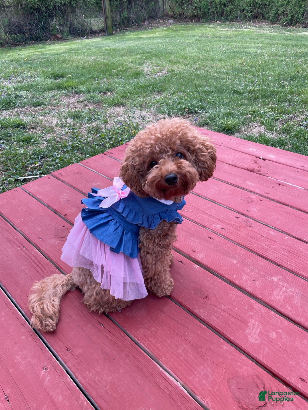 Toy Poodle dogs for sale: Misti - Ad 9