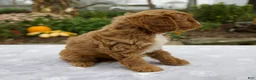 Cavapoo dogs for sale: Tessa - Ad 3