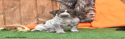 German Shorthaired Pointer dogs for sale: Sarge - Ad 3