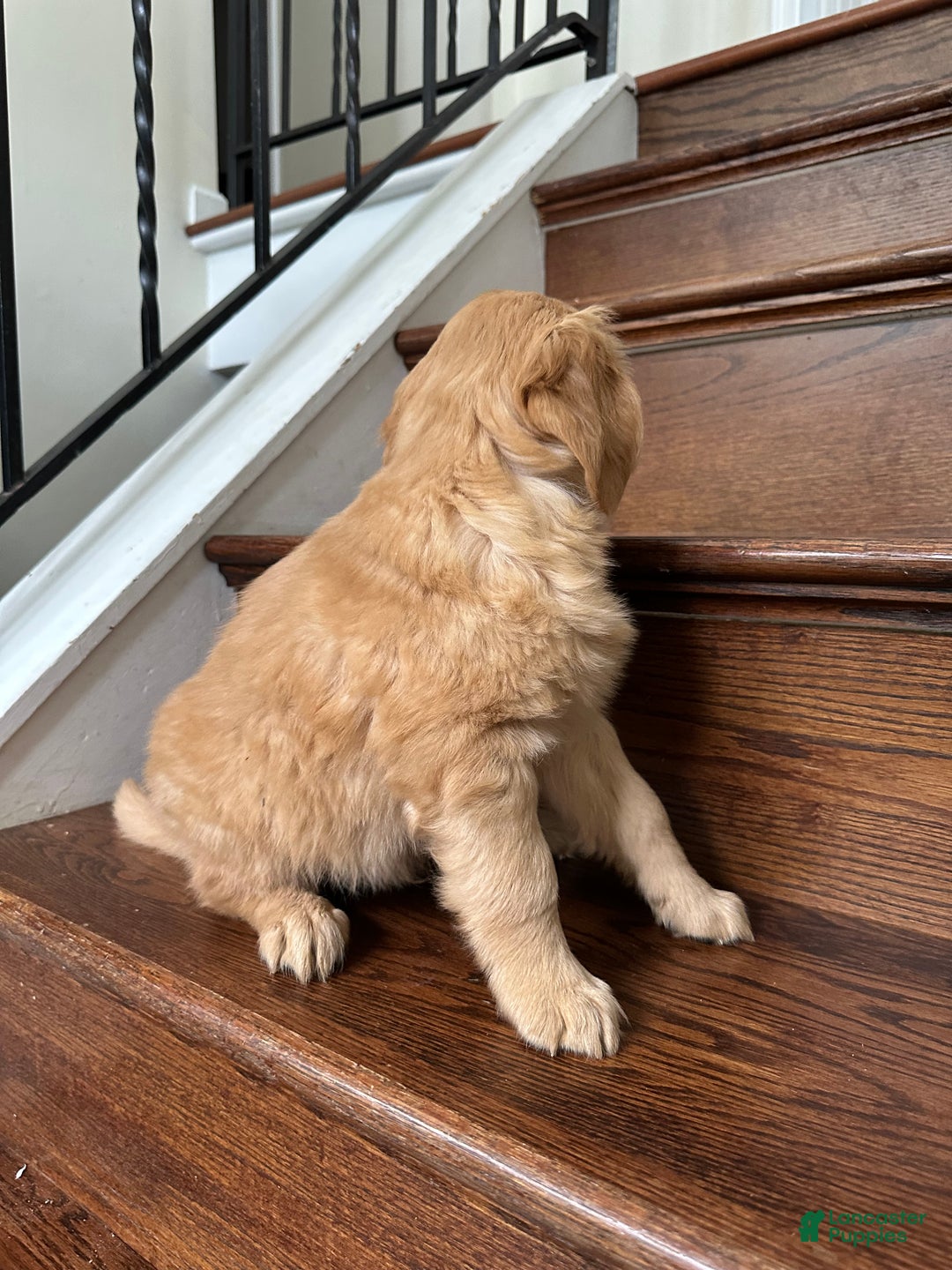 Golden Retriever dogs for sale: Guss - Ad 7