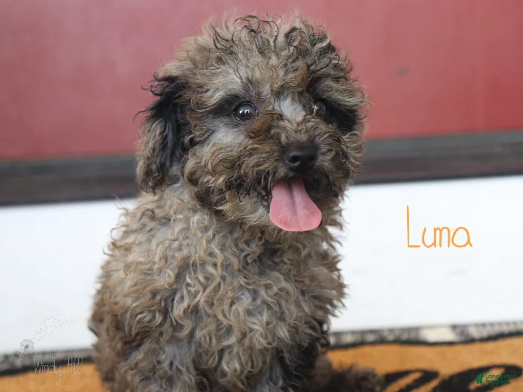 Mixed Breed dogs for sale: Luna - Ad 3