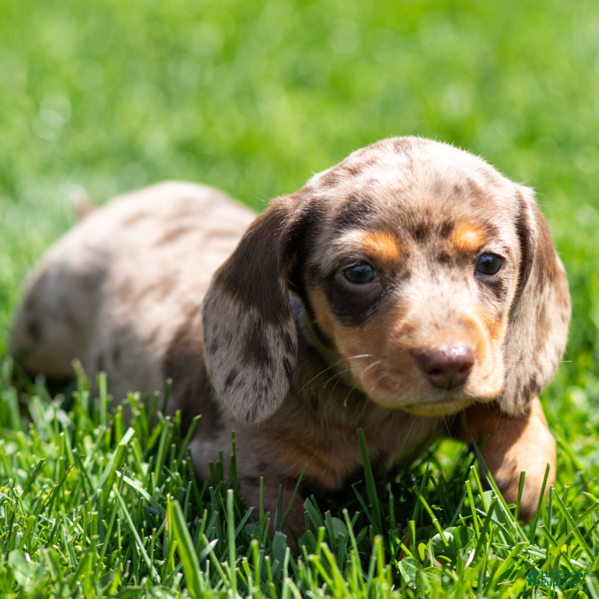Miniature Dachshund dogs Junie Miniature Dachshund Puppy  - Ad 1