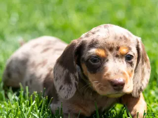 Miniature Dachshund dogs for sale: Junie Miniature Dachshund Puppy - Ad 1