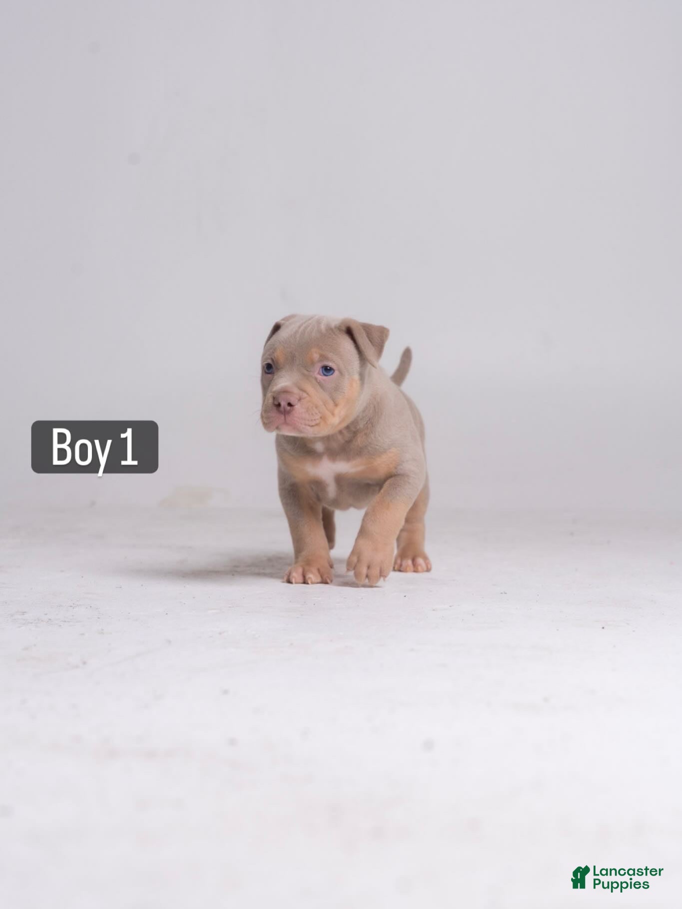 American Bully dogs 🐉🐾 - Ad 38