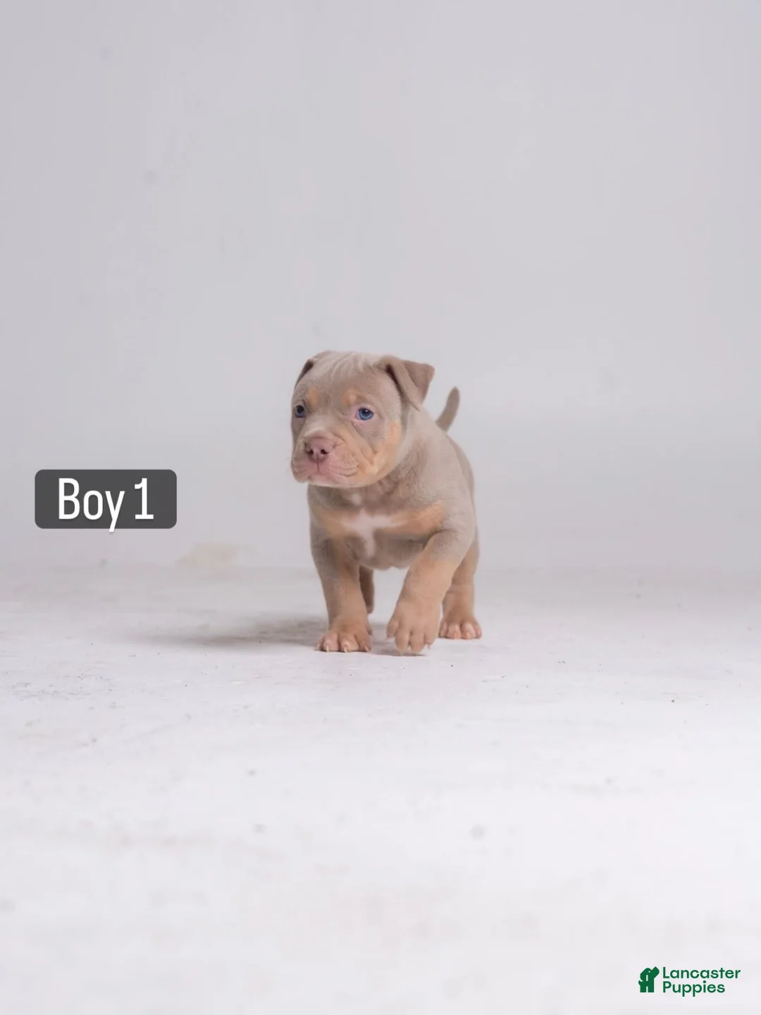 American Bully dogs for sale: 🐉🐾 - Ad 1