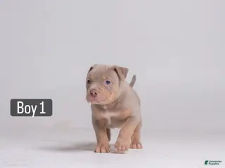American Bully dogs 🐉🐾 - Ad 34
