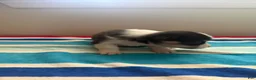 Welsh Corgi Pembroke dogs for sale: Joy - Ad 6