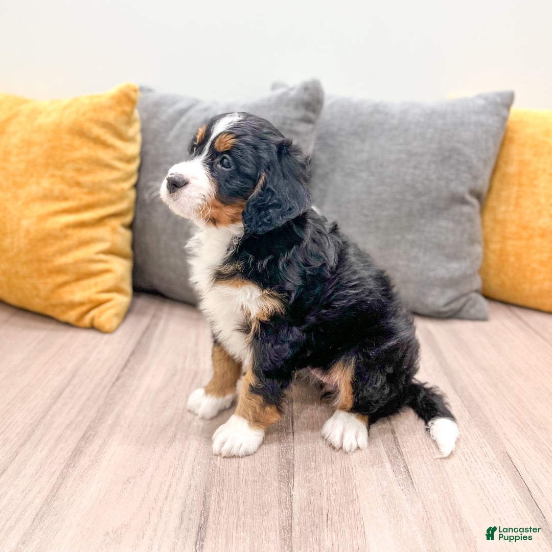 Mini Bernedoodle dogs for sale: Rose - Ad 4