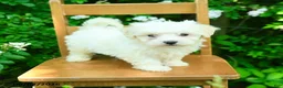 Maltipoo dogs for sale: Karal - Ad 1