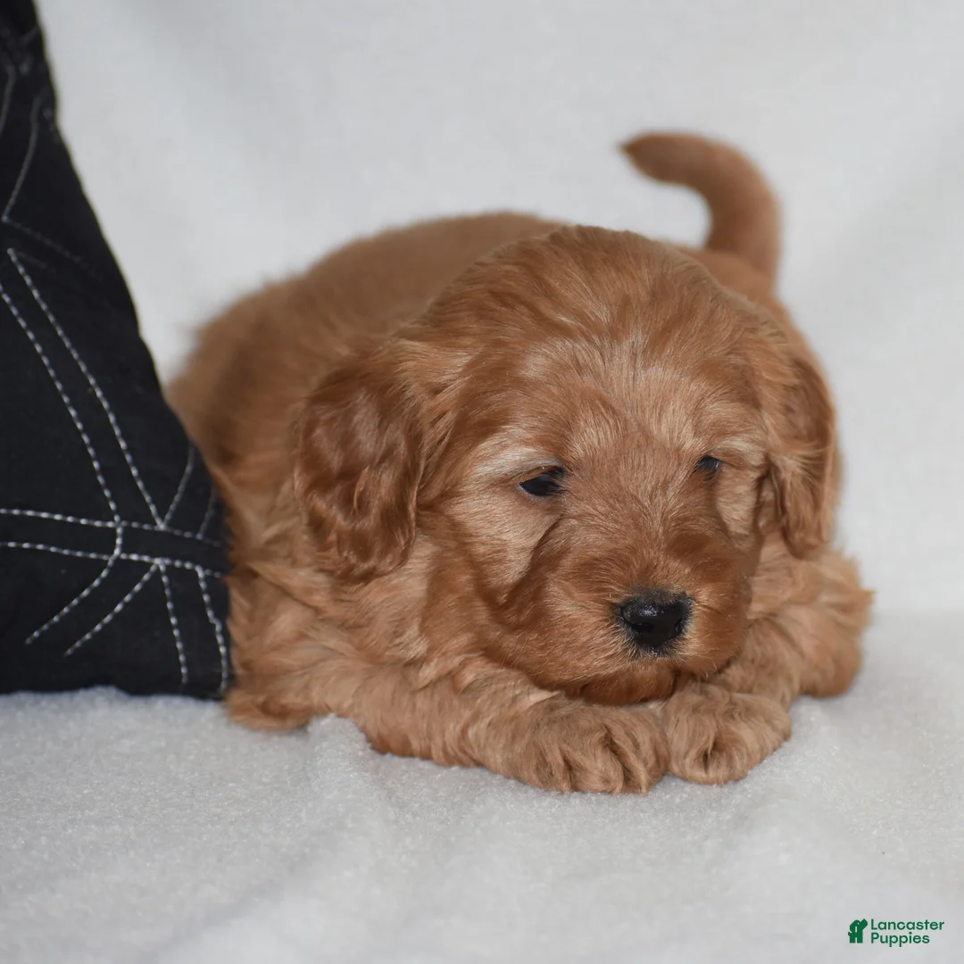 Mini Goldendoodle dogs for sale: Windy - Ad 2