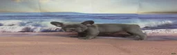 French Bulldog dogs for sale: AKC Ruthie - Ad 3