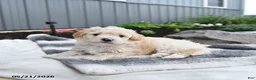 Bichpoo dogs for sale: Julio - Ad 3