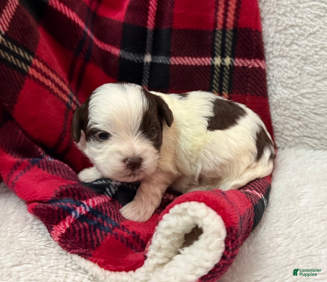 Shihpoo dogs for sale: Oliver  - Ad 19