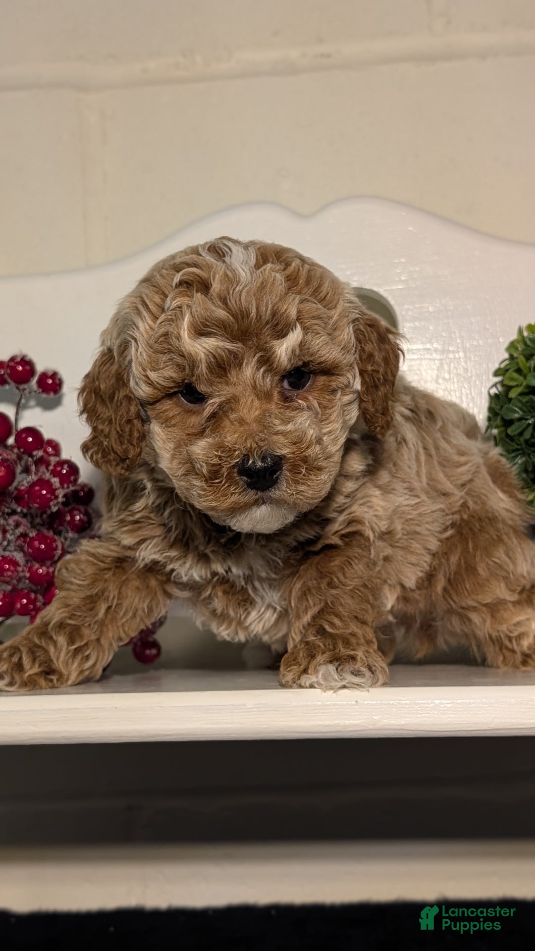 Miniature Poodle dogs for sale: Hunter  - Ad 6