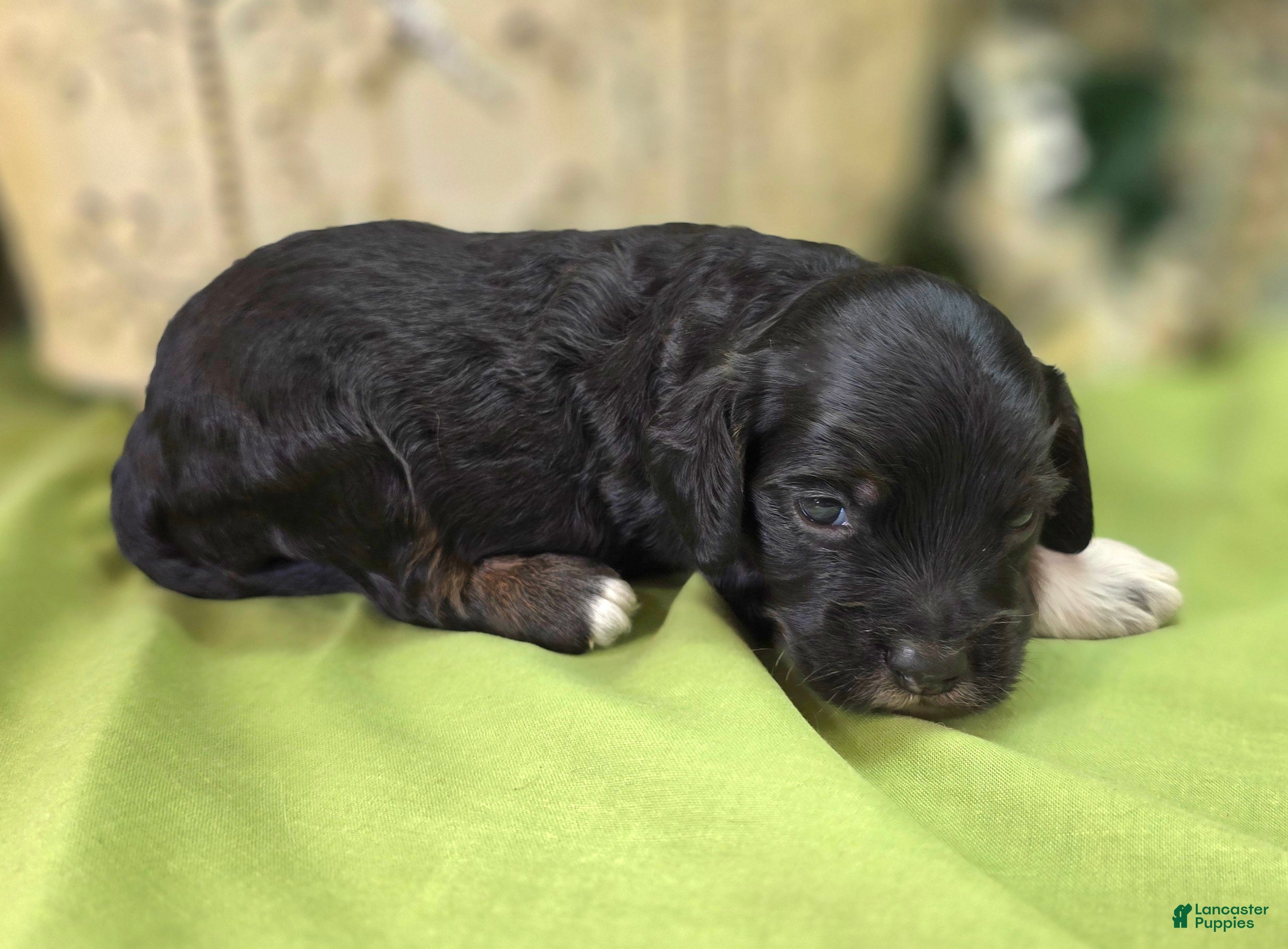 Cockapoo dogs Mushu - Ad 5