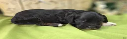 Cockapoo dogs for sale: Mushu - Ad 1